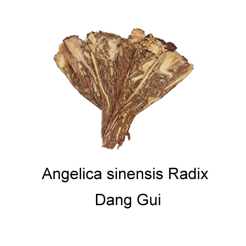Angelica sinensis Radix